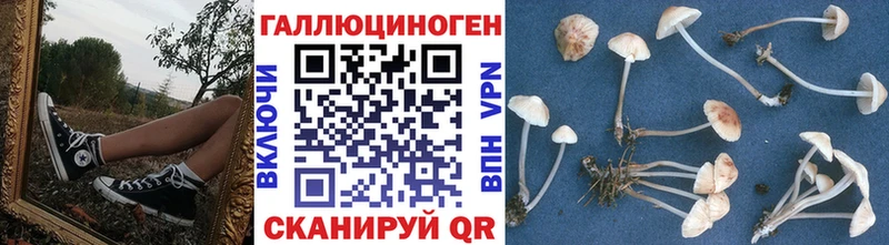 Купить где Дно Псилоцибиновые грибы Psilocybe
